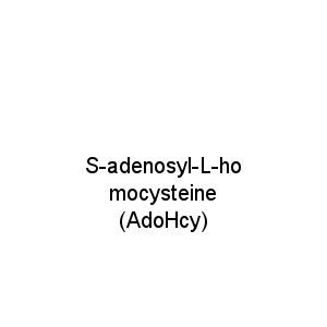 S-adenosyl-L-homocysteine (AdoHcy)